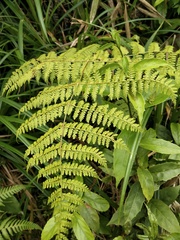 Dryopteris paleolata