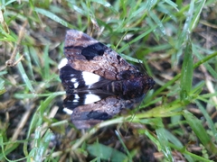 Catephia linteola