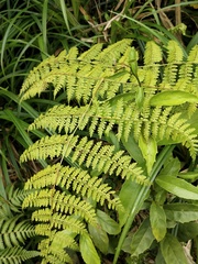 Dryopteris paleolata