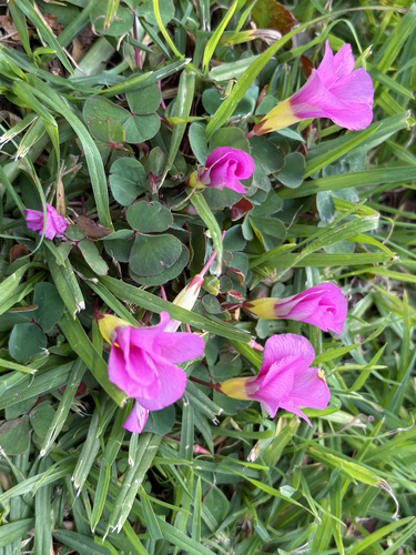 Purple woodsorrel
