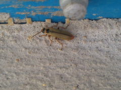 Metacantharis clypeata