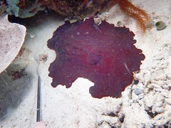 Asteronotus hepaticus