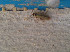 Metacantharis clypeata