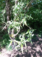 Salix babylonica tortuosa