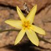 Moraea fuscomontana - Photo (c) Brian du Preez, some rights reserved (CC BY-SA), uploaded by Brian du Preez