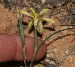 Moraea fuscomontana