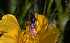 Cheilosia albitarsis