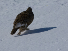 Lagopus muta hyperborea