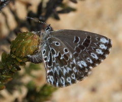 Lepidochrysops puncticilia