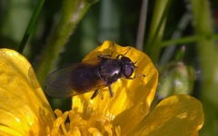 Cheilosia albitarsis