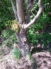 Salix babylonica tortuosa