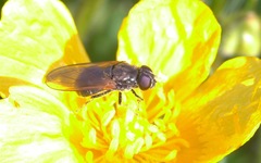 Cheilosia albitarsis