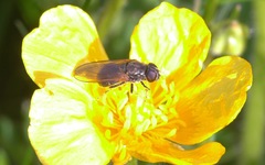 Cheilosia albitarsis