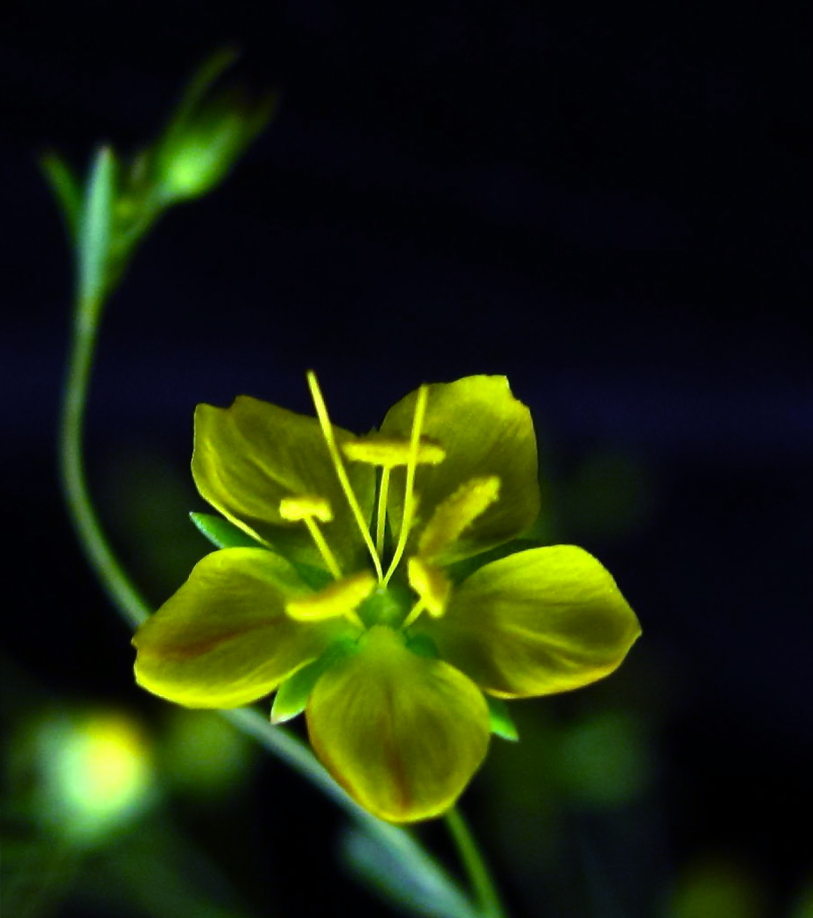 Hesperolinon bicarpellatum