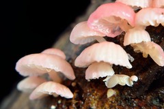 Mycena roseoflava