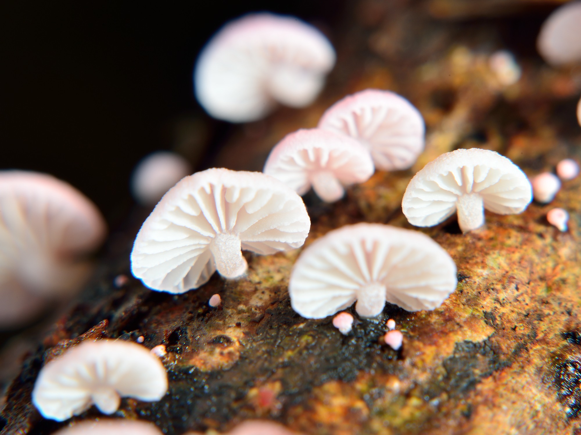 Mycena roseoflava image