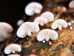 Mycena roseoflava