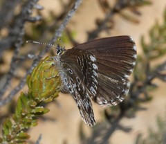 Lepidochrysops puncticilia