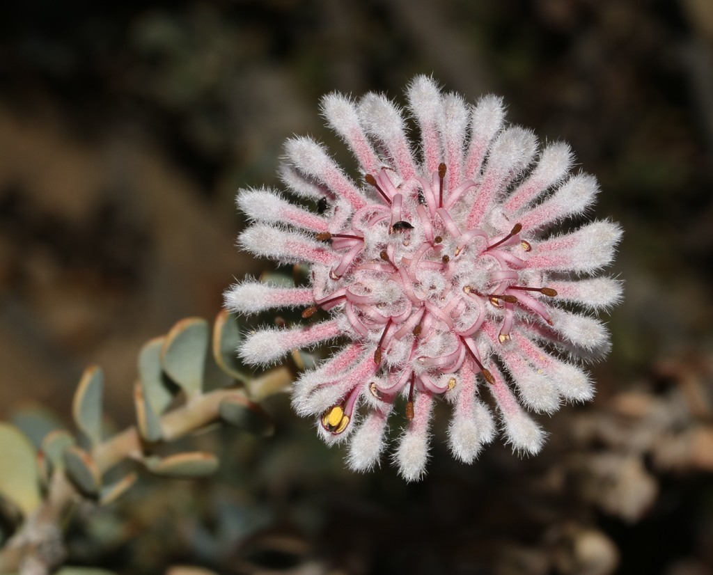 Swartruggens Vexator