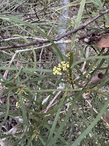 Notelaea lloydii, 2026-07-31