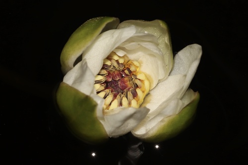 Nymphaea tetragona