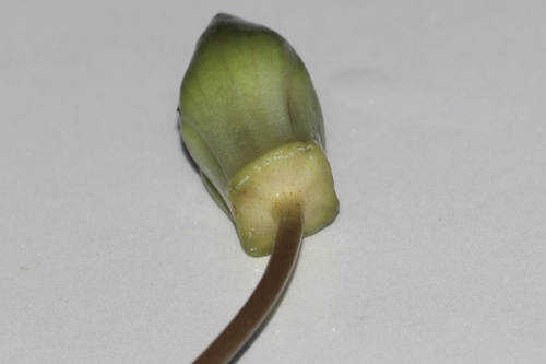 Nymphaea tetragona