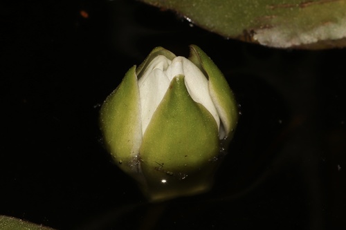 Nymphaea tetragona