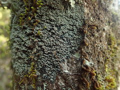 Psoroma coralloideum