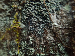 Psoroma coralloideum