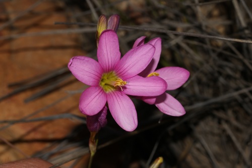Image of Ixia latifolia by (c) Brian du Preez, some rights reserved (CC BY-SA)