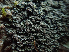 Psoroma coralloideum