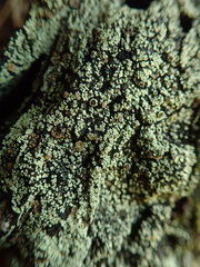 Pannaria implexa