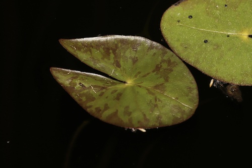Nymphaea tetragona
