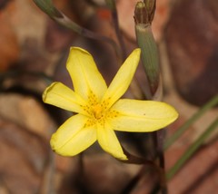Moraea fuscomontana