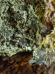 Pannaria implexa