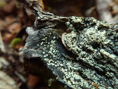 Pannaria implexa