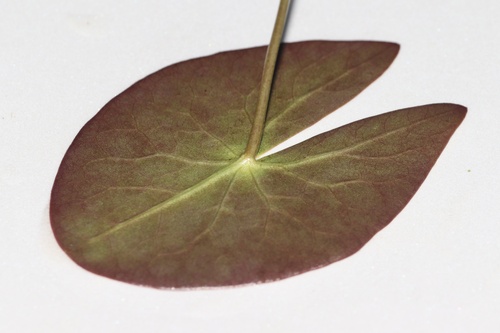 Nymphaea tetragona