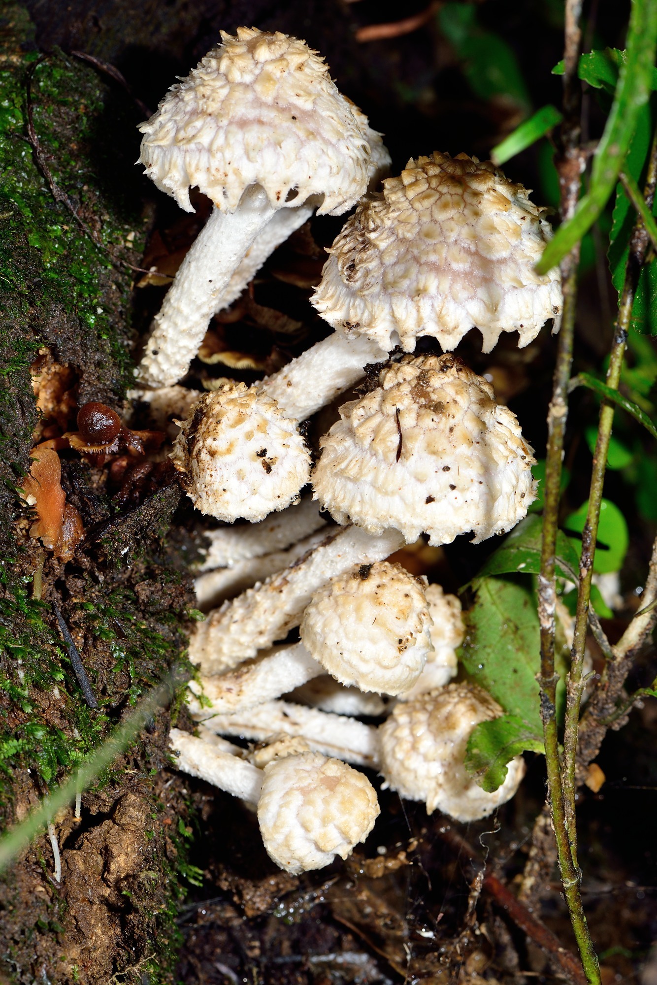 Lacrymaria asperospora image