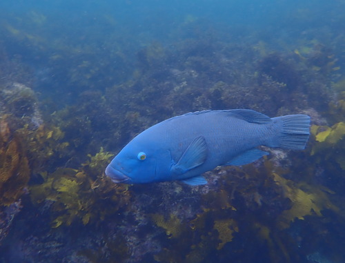 Blue groper (Achoerodus viridis) — Labridae — 2