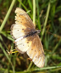 Acraea stenobea