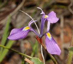 Moraea tripetala violacea