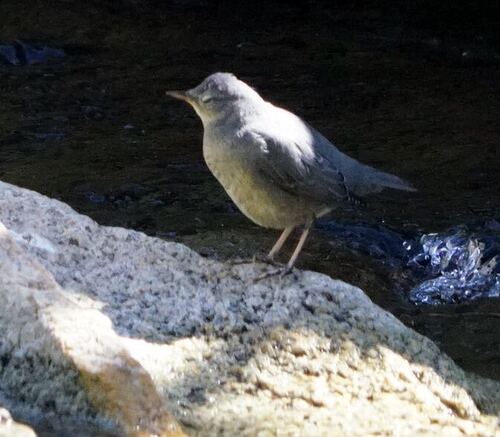iNaturalist observation photo of American Dipper