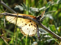 Acraea stenobea