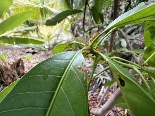 Asian Weaver Ant
