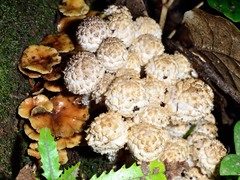 Lacrymaria asperospora