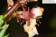 Prunus armeniaca