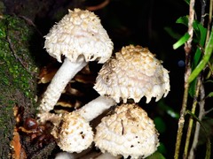 Lacrymaria asperospora