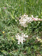 Filipendula vulgaris