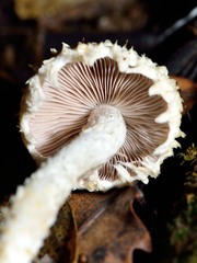 Lacrymaria asperospora