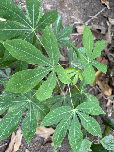 Cassava